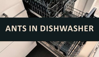 ants in dishwasher